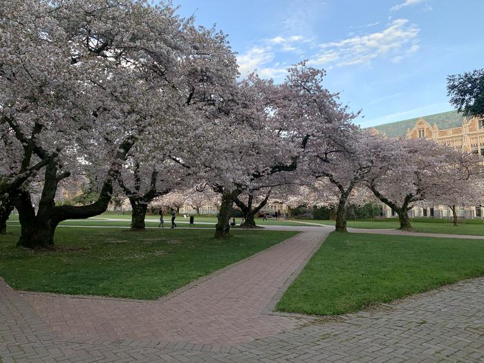 Cherry trees in bloom on University of Washington campus