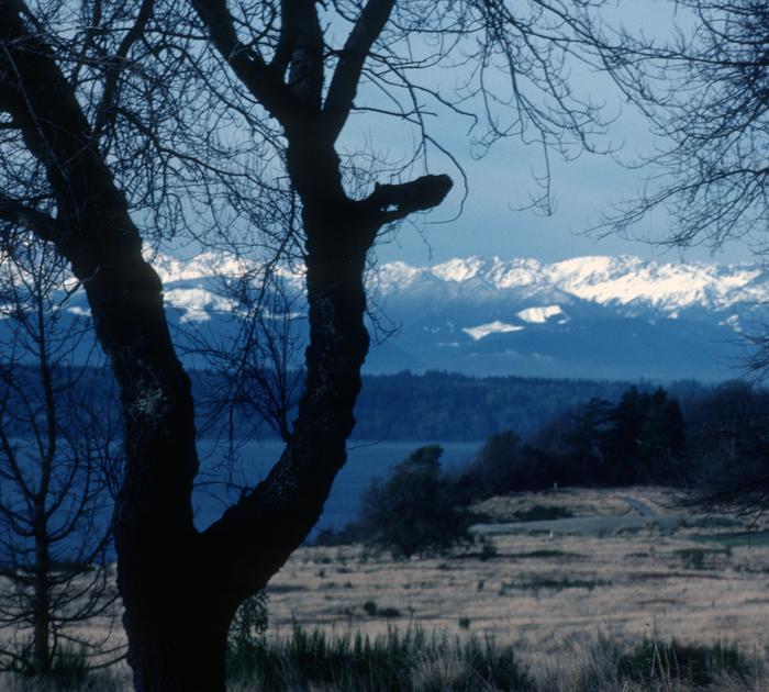 color photo of Discovery Park looking towards Olympic Mountains from
the South Bluff, 1984